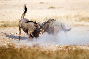 2012-wildebeest-fight